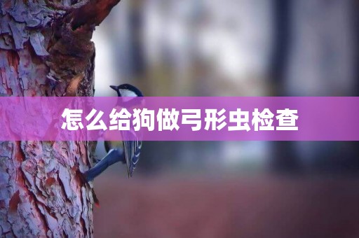怎么給狗做弓形蟲檢查