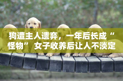 狗遭主人遺棄，一年后長成“怪物” 女子收養后讓人不淡定