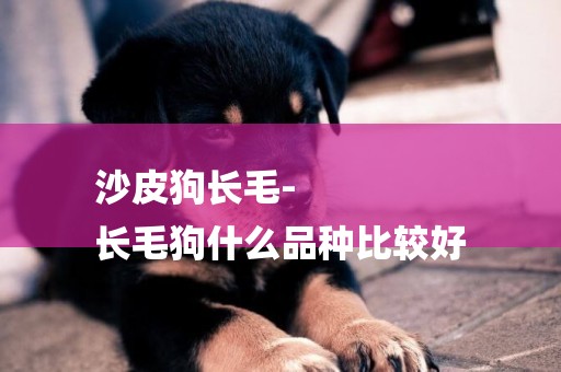 沙皮狗長毛-
長毛狗什么品種比較好