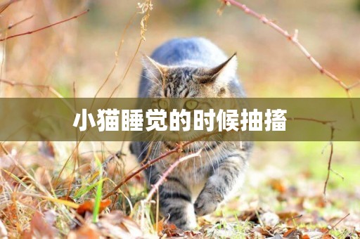 小貓睡覺的時候抽搐
