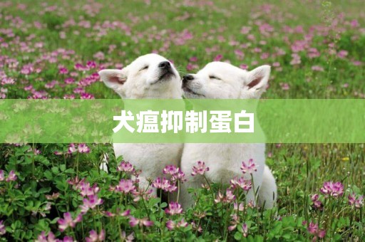 犬瘟抑制蛋白