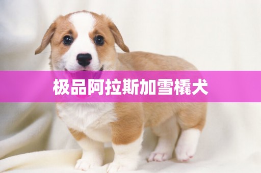 極品阿拉斯加雪橇犬