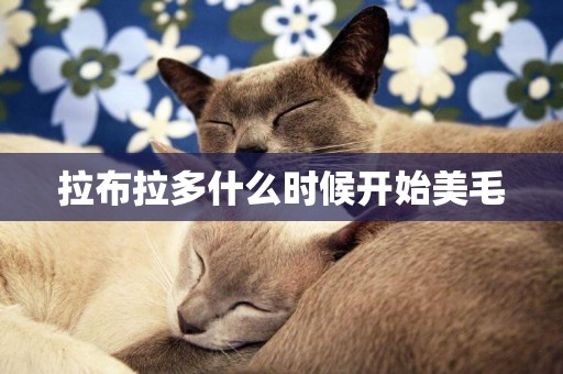拉布拉多什么時候開始美毛