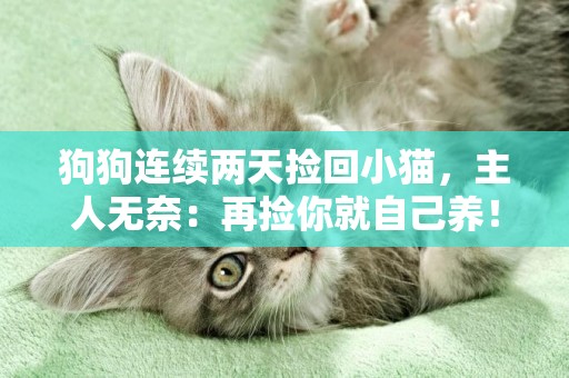 狗狗連續兩天撿回小貓，主人無奈：再撿你就自己養！
