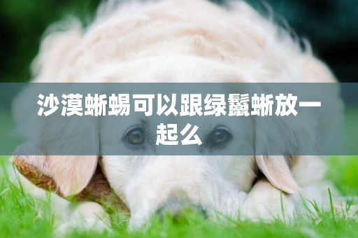 沙漠蜥蜴可以跟綠鬣蜥放一起么