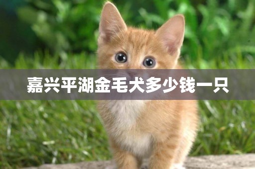 嘉興平湖金毛犬多少錢一只