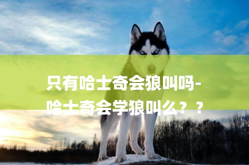 只有哈士奇會狼叫嗎-
哈士奇會學狼叫么？？