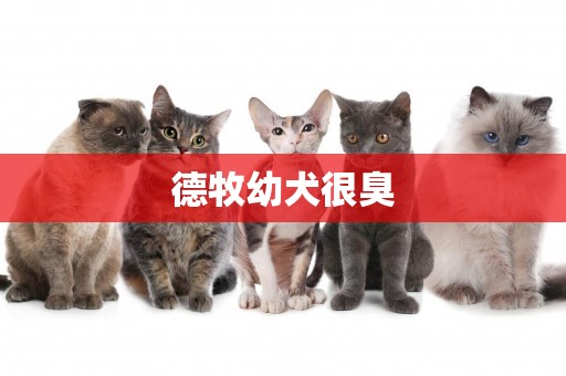 德牧幼犬很臭