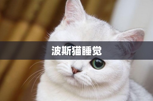 波斯貓睡覺