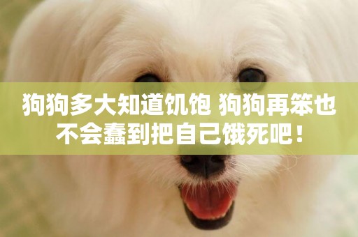 狗狗多大知道饑飽 狗狗再笨也不會蠢到把自己餓死吧！