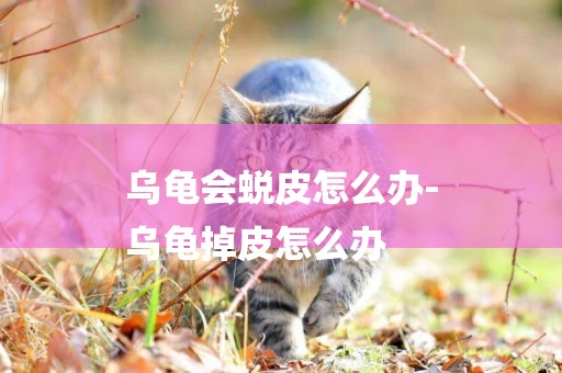 烏龜會蛻皮怎么辦-
烏龜掉皮怎么辦