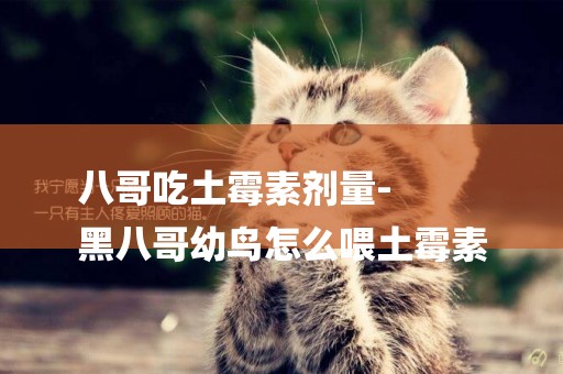 八哥吃土霉素劑量-
黑八哥幼鳥怎么喂土霉素