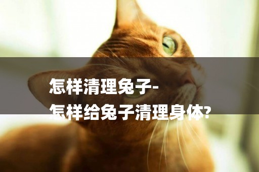 怎樣清理兔子-
怎樣給兔子清理身體?