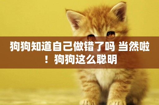 狗狗知道自己做錯了嗎 當然啦！狗狗這么聰明