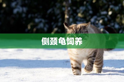 側頸龜飼養