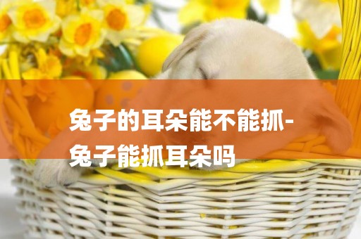 兔子的耳朵能不能抓-
兔子能抓耳朵嗎