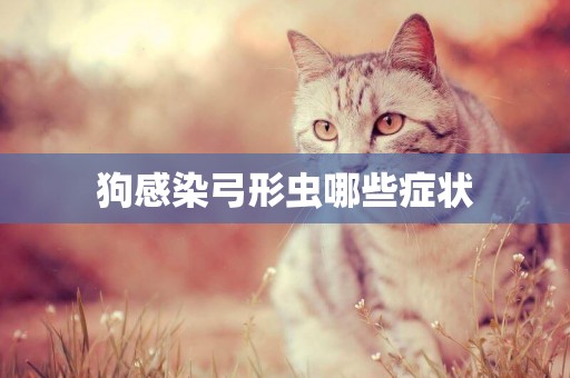 狗感染弓形蟲哪些癥狀