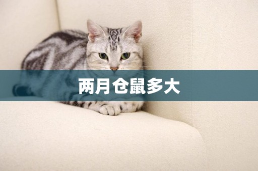 兩月倉鼠多大