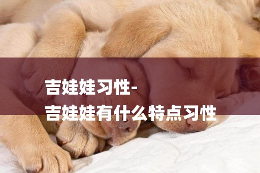 吉娃娃習性-
吉娃娃有什么特點習性