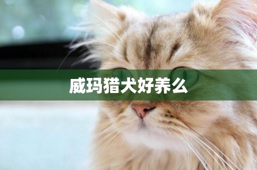 威瑪獵犬好養么