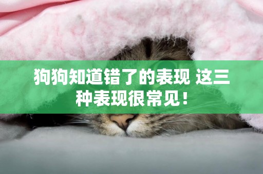 狗狗知道錯了的表現 這三種表現很常見！