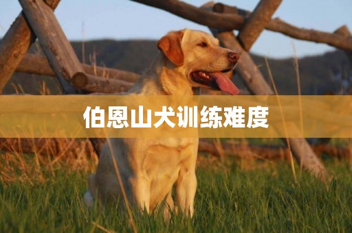 伯恩山犬訓練難度