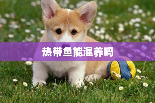 熱帶魚能混養嗎