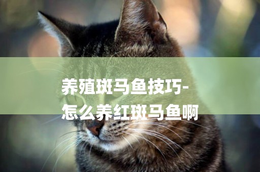 養殖斑馬魚技巧-
怎么養紅斑馬魚啊