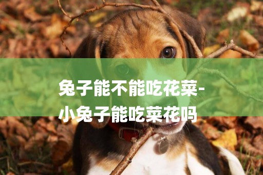 兔子能不能吃花菜-
小兔子能吃菜花嗎