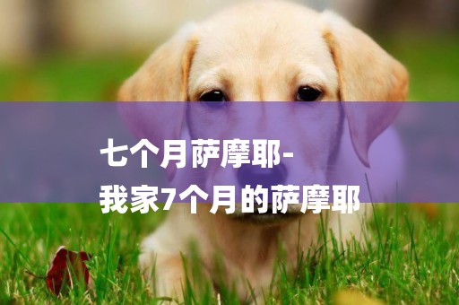 七個月薩摩耶-
我家7個月的薩摩耶