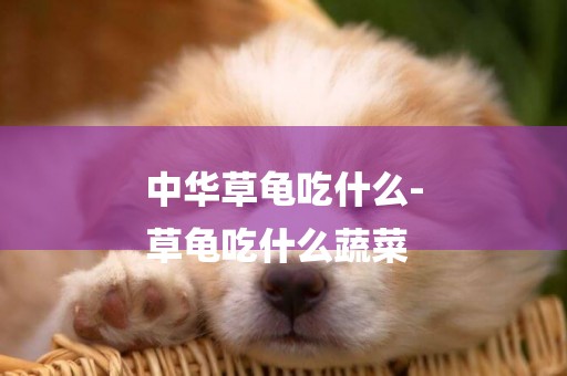 中華草龜吃什么-
草龜吃什么蔬菜