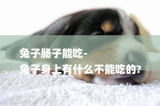 兔子腸子能吃-
兔子身上有什么不能吃的?
