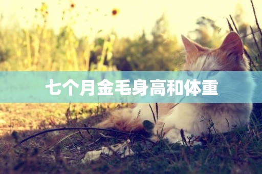 七個月金毛身高和體重