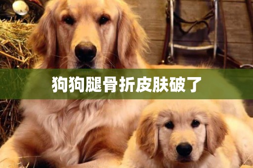 狗狗腿骨折皮膚破了