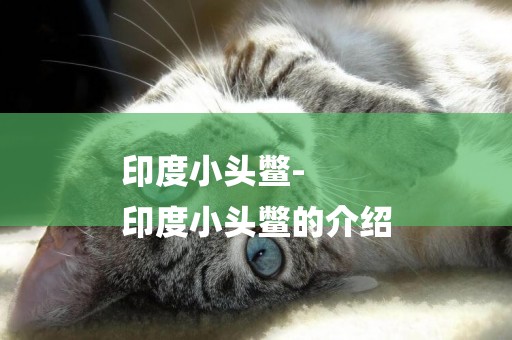 印度小頭鱉-
印度小頭鱉的介紹