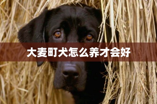 大麥町犬怎么養才會好