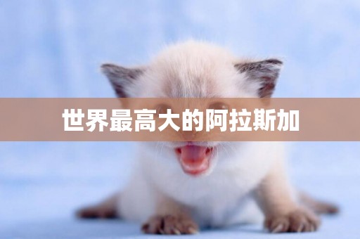 世界最高大的阿拉斯加