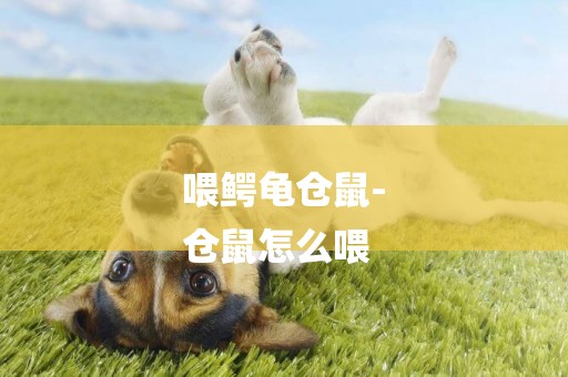 喂鱷龜倉鼠-
倉鼠怎么喂