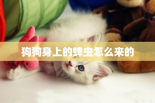 狗狗身上的蜱蟲怎么來的