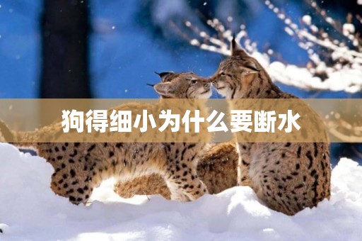 狗得細小為什么要斷水