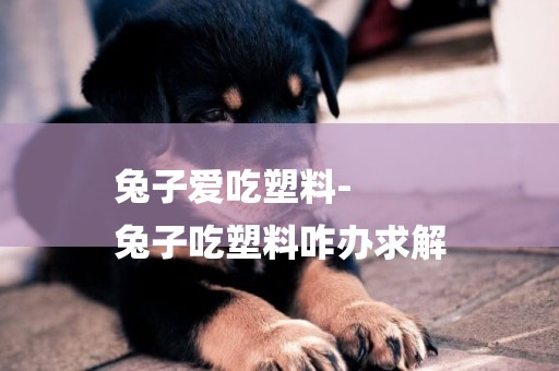 兔子愛吃塑料-
兔子吃塑料咋辦求解