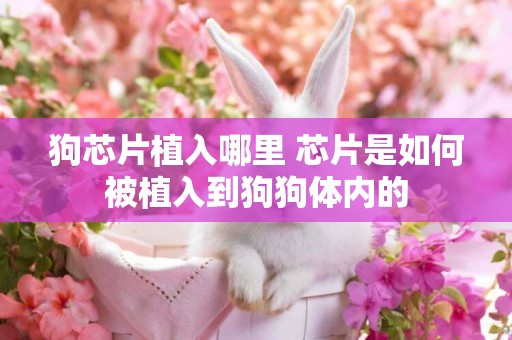狗芯片植入哪里 芯片是如何被植入到狗狗體內的
