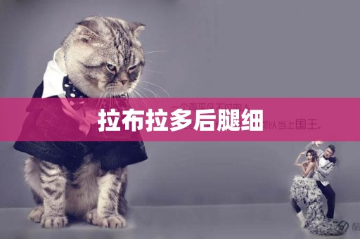 拉布拉多后腿細