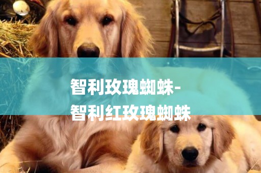智利玫瑰蜘蛛-
智利紅玫瑰蜘蛛