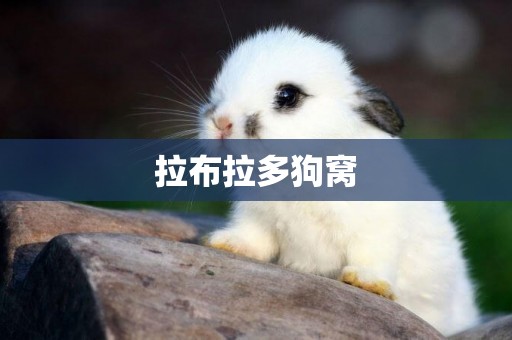 拉布拉多狗窩