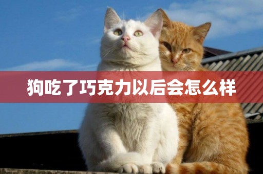 狗吃了巧克力以后會怎么樣