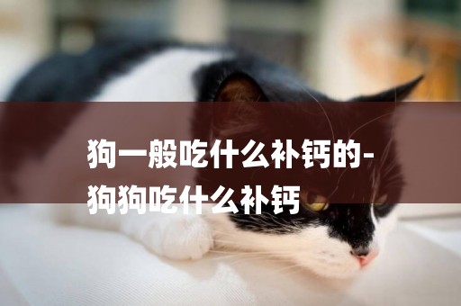 狗一般吃什么補鈣的-
狗狗吃什么補鈣