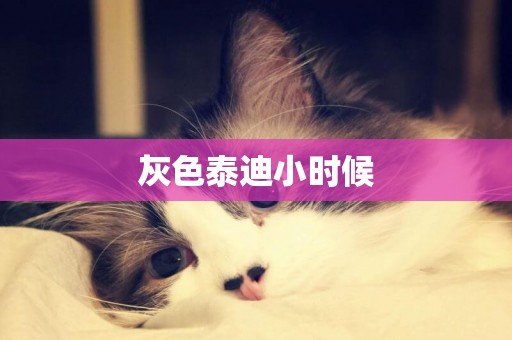 灰色泰迪小時候