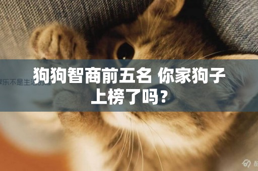 狗狗智商前五名 你家狗子上榜了嗎？