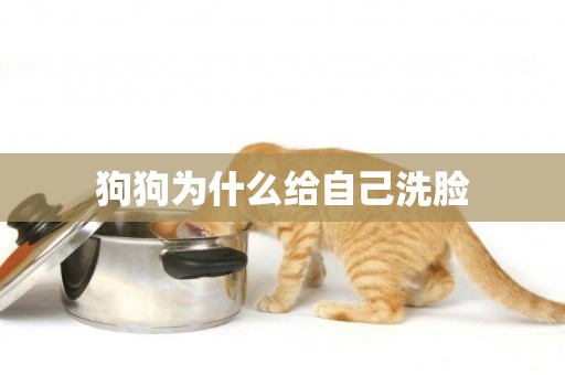 狗狗為什么給自己洗臉